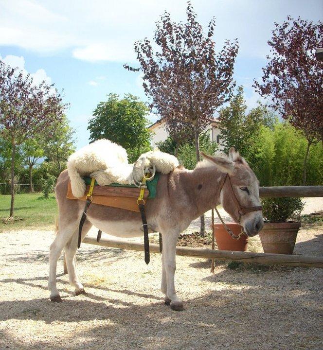 Locanda Dell'Asino D'Oro Villa Sulmona Eksteriør billede
